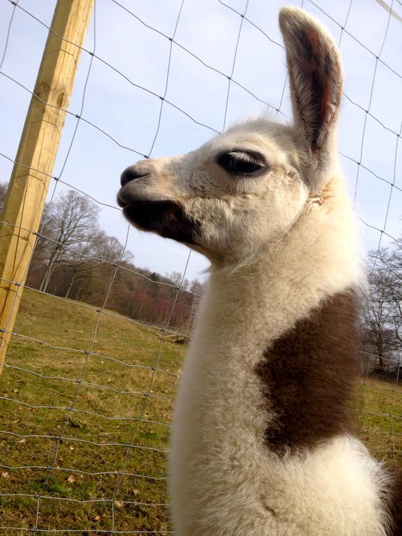 Farm Stay Happy Dogs Ranch Veberöd Екстериор снимка