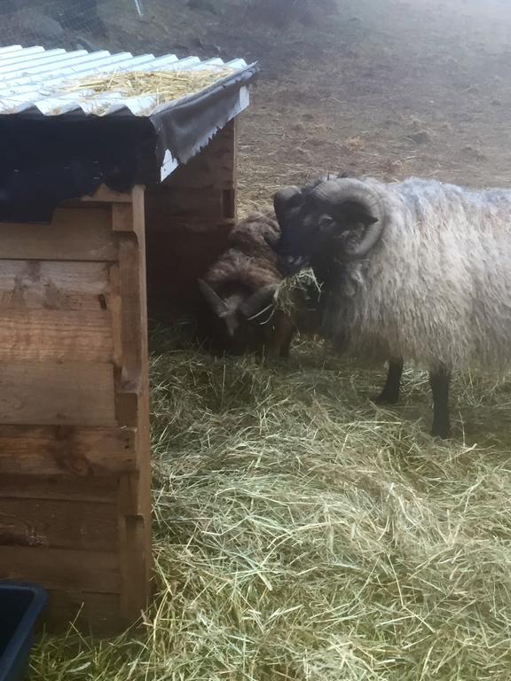 Farm Stay Happy Dogs Ranch Veberöd Екстериор снимка