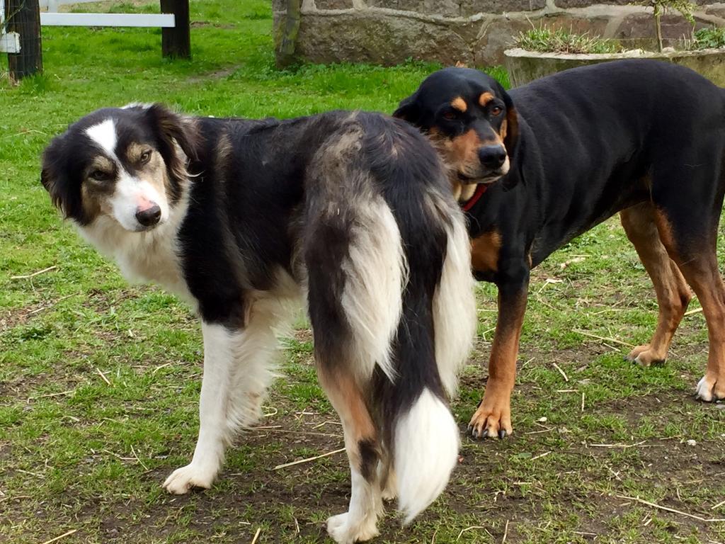 Farm Stay Happy Dogs Ranch Veberöd Екстериор снимка