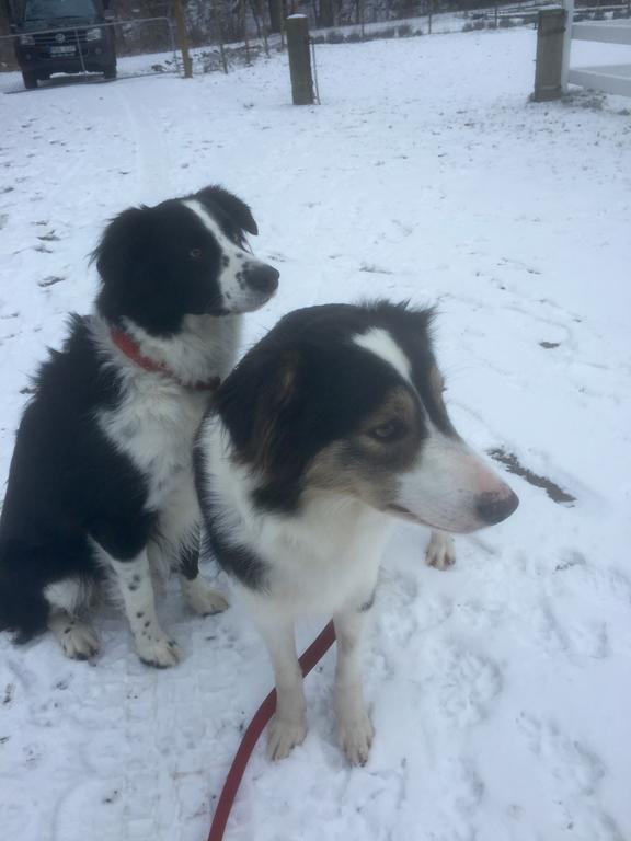 Farm Stay Happy Dogs Ranch Veberöd Екстериор снимка